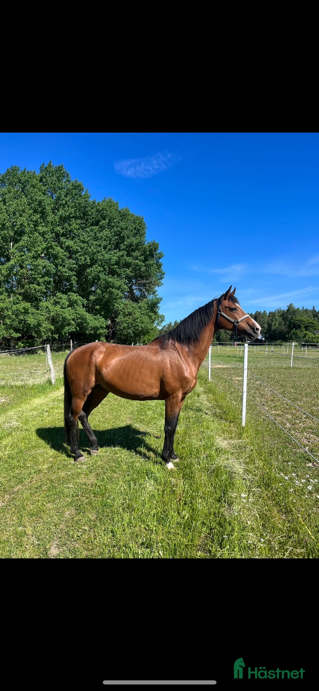 Avelshästar hästar till salu: Fint avelssto i Västerås - Annons 2