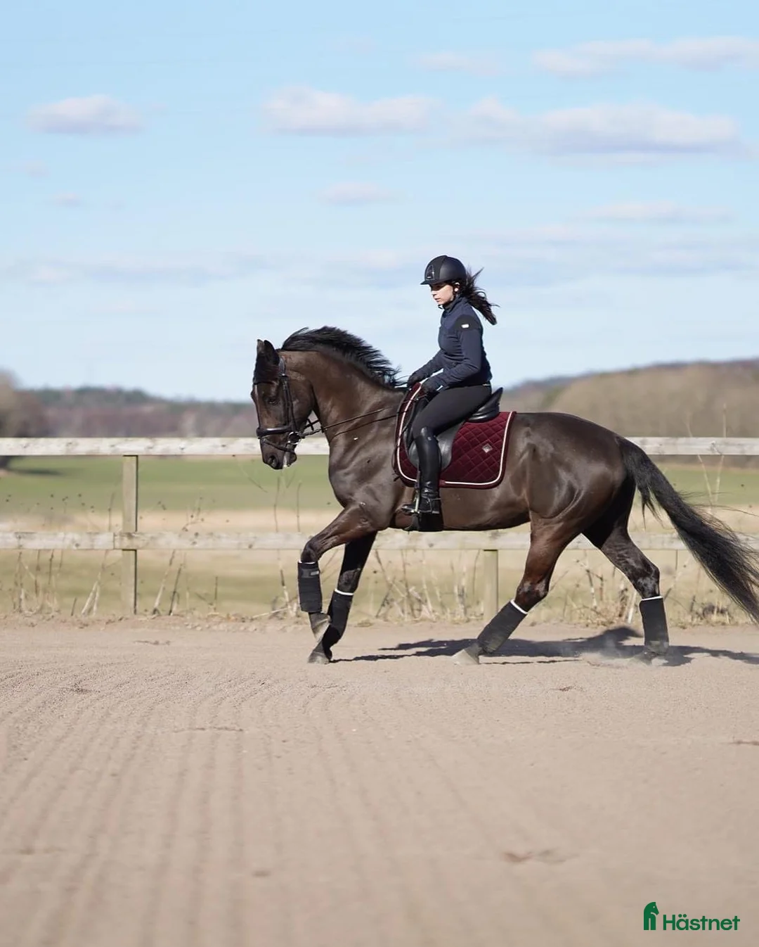 Dressyr hästar till salu: Vackert dressyrsto med mycket potential  i Vallda - Annons 1