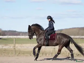 hästar Vackert dressyrsto med mycket potential - Annons 4