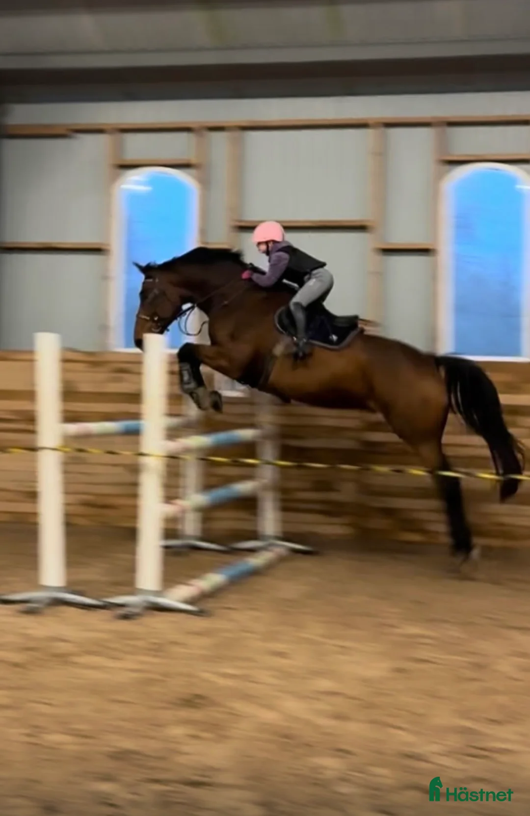 Hoppning hästar till salu: Fantastisk trevlig hoppvalack, ny film igen! - Annons 13