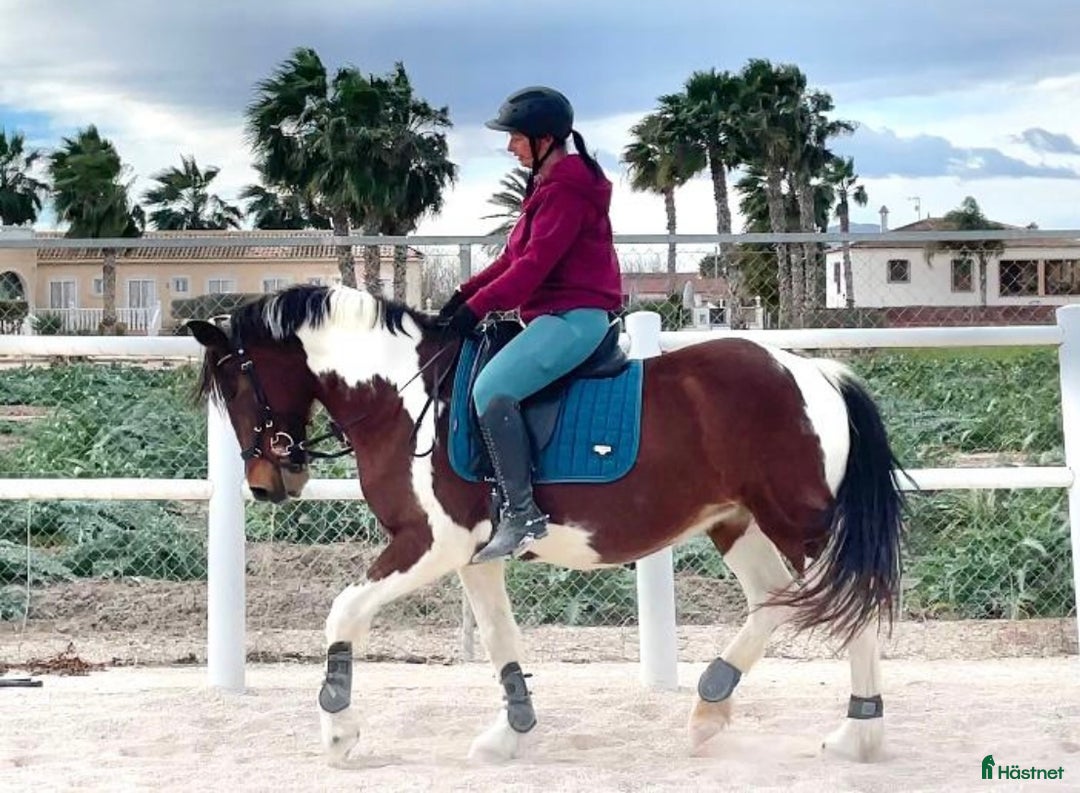 Allround hästar till salu: Mor & Dotter, Hobby, Bästa vän i Skövde - Bild 8