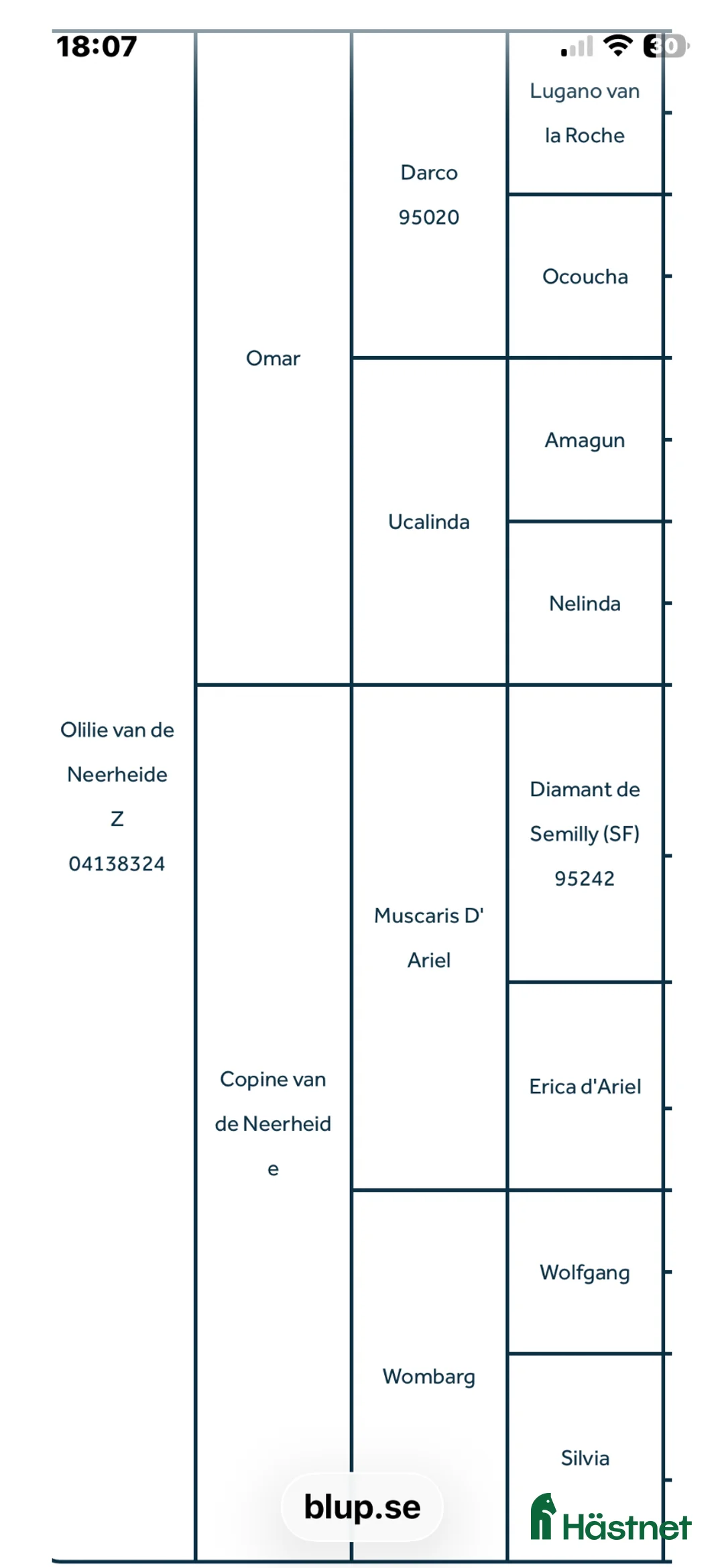 Avelshästar hästar till salu: Fint avelsto - Annons 2