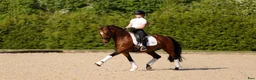 Dressyr hästar till salu: Top FEI pony  - Annons 3