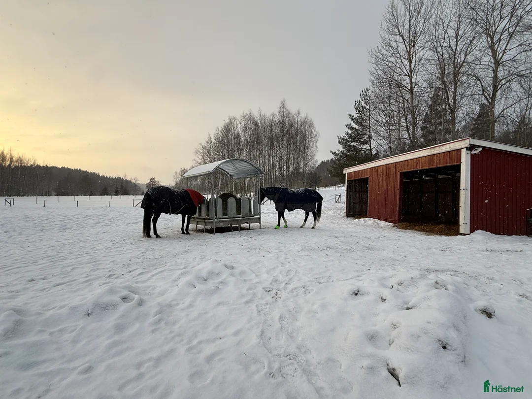  stallplats finnes: Lösdrift nära Södertälje  i Järna - Annons 4