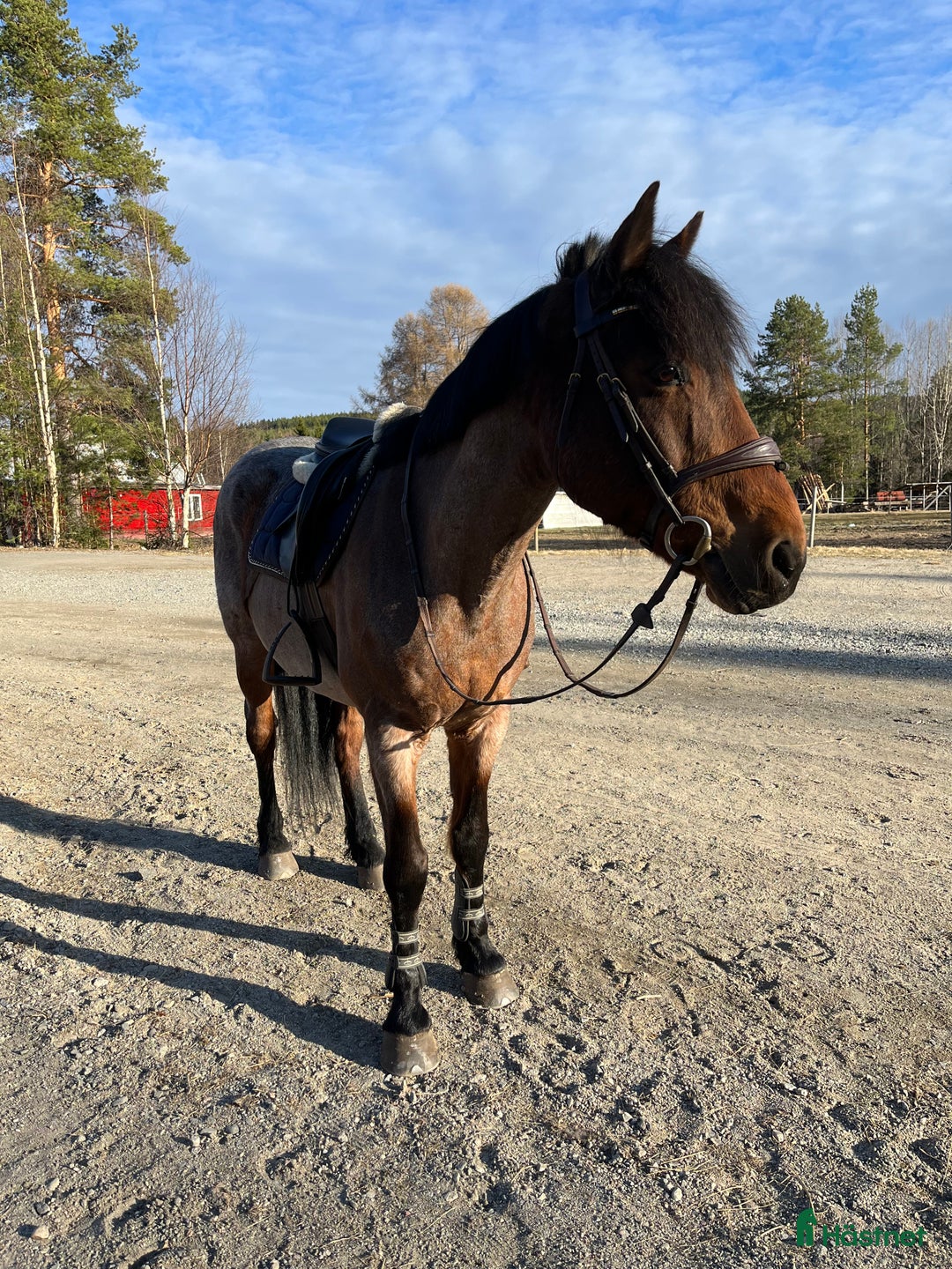 Allround hästar till salu: Fin läromästare🌟 i Junsele - Bild 4