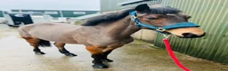 Allround hästar till salu: Irish riding ponies  - Annons 21