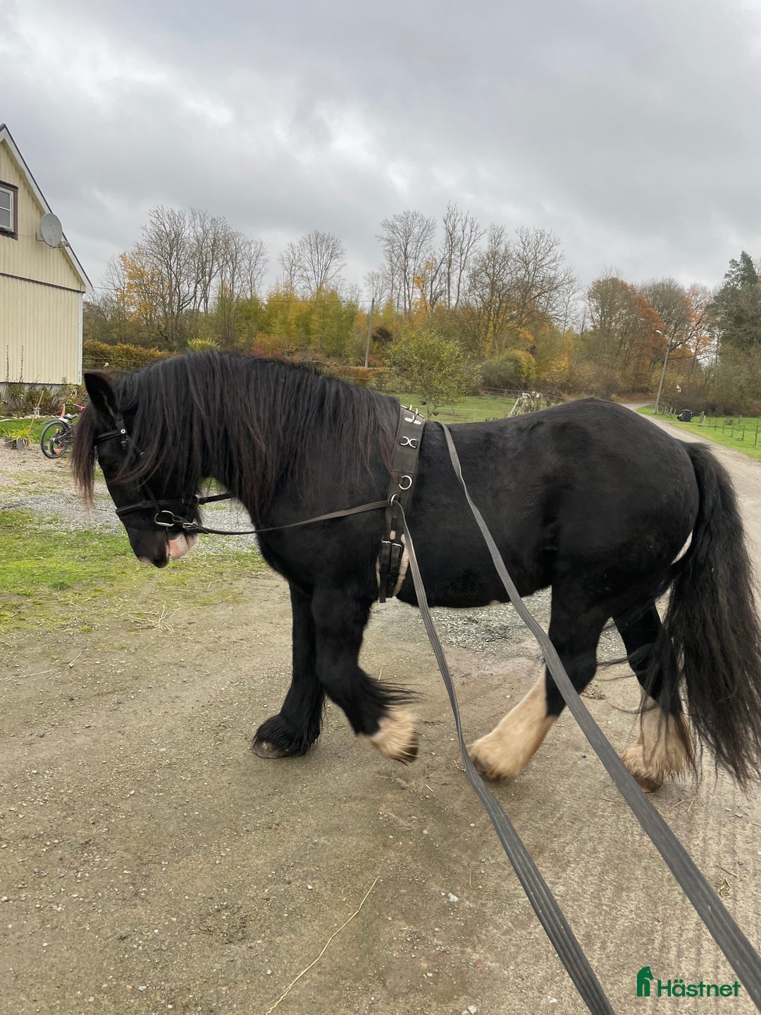Sällskap hästar till salu: Världens bästa sällskapshäst i Kristianstad - Annons 10
