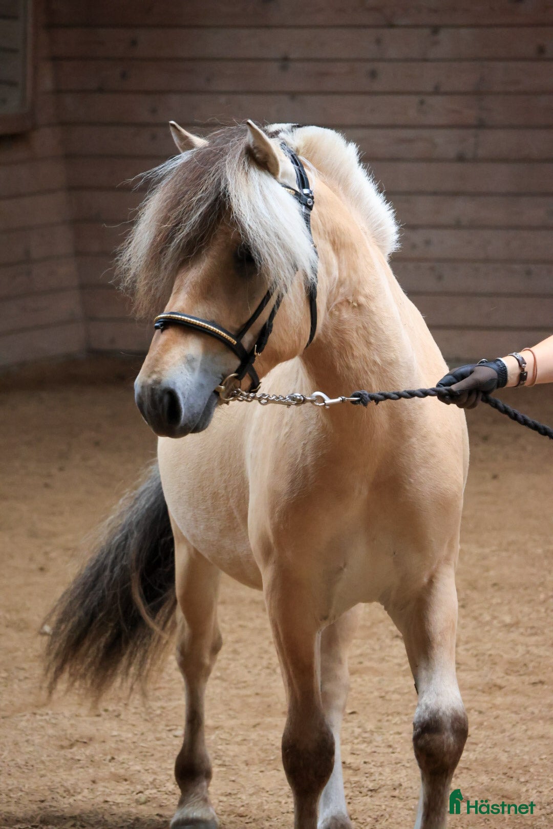 Allround hästar till salu: Lothar, världens bästa häst ♡ i Söderköping - Annons 16