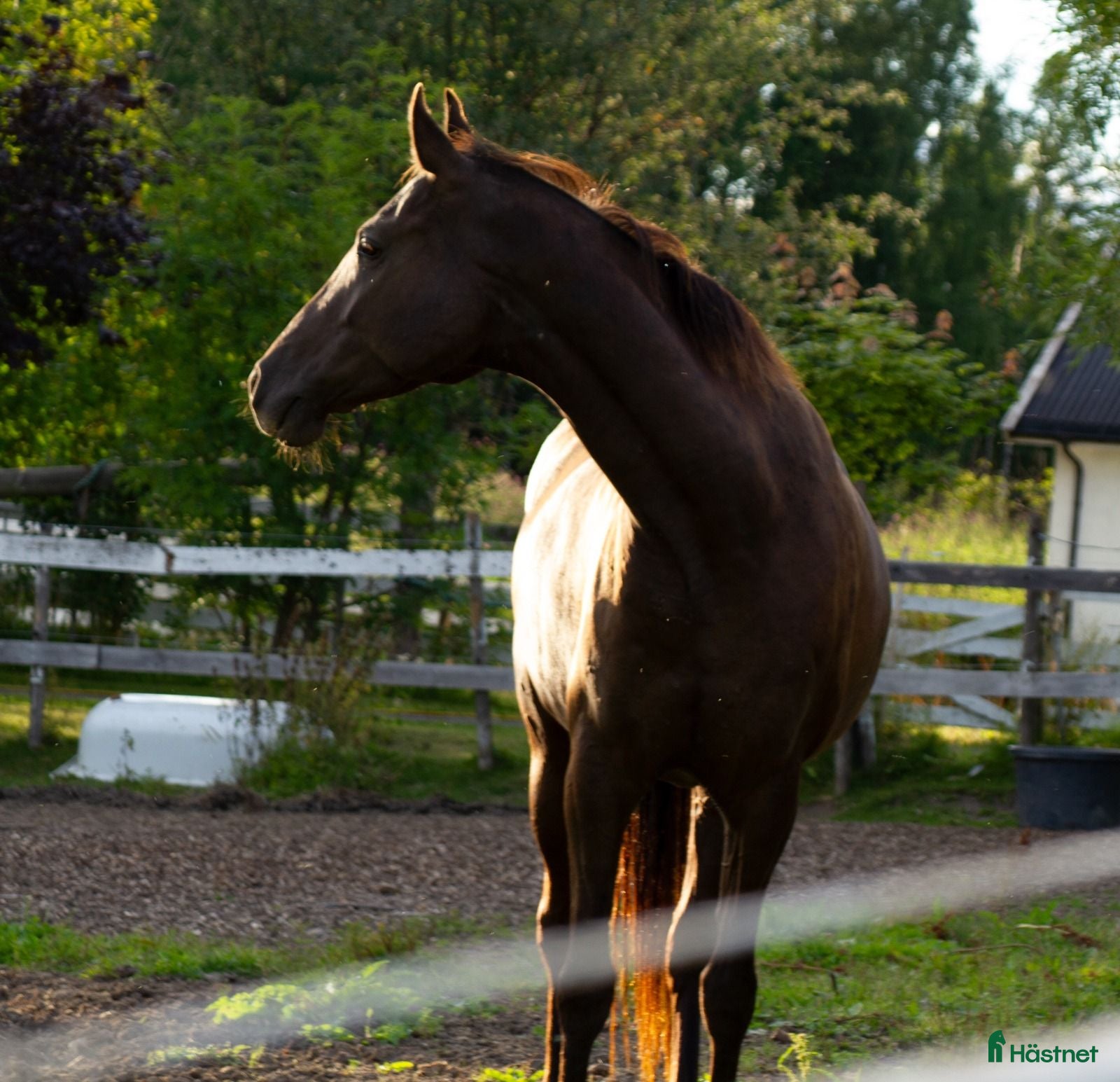  hästar 5 Års Akhal-Teke Vallak Til Salgs - Annons 2