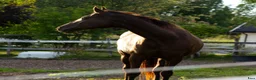 Allround hästar till salu: 5 Års Akhal-Teke Vallak Til Salgs i Raufoss - Annons 2