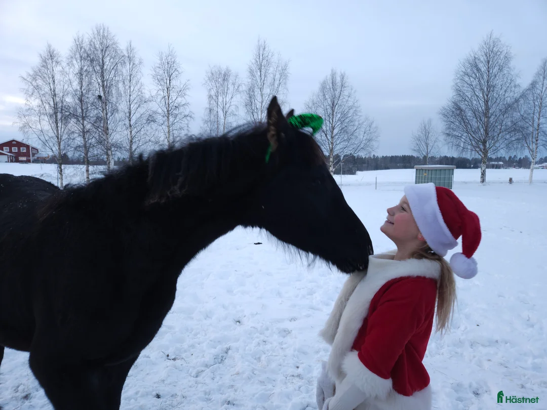 Allround hästar till salu: Trevligt ung frieser - Annons 1