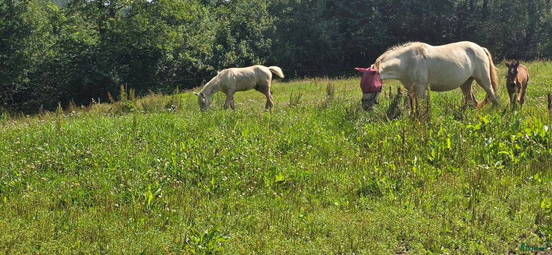 Dressyr hästar till salu:  PRE kille för den kräsna 💙 Palomino. Passa på i Veddige - Annons 20