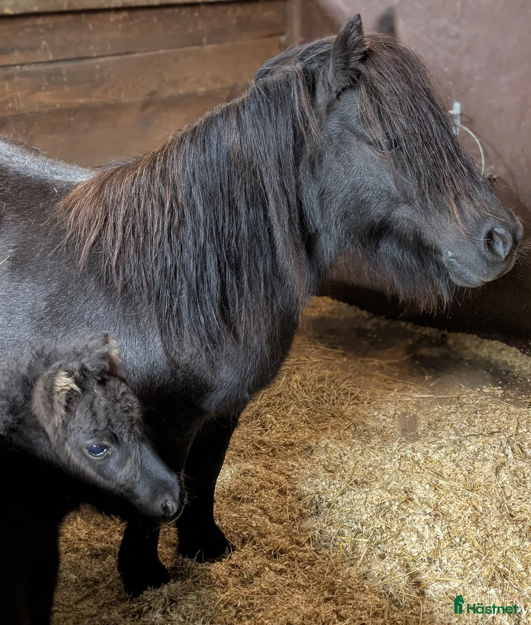 Allround hästar till salu: Ridet och kört sto+unghingstar  i Katrineholm - Annons 7
