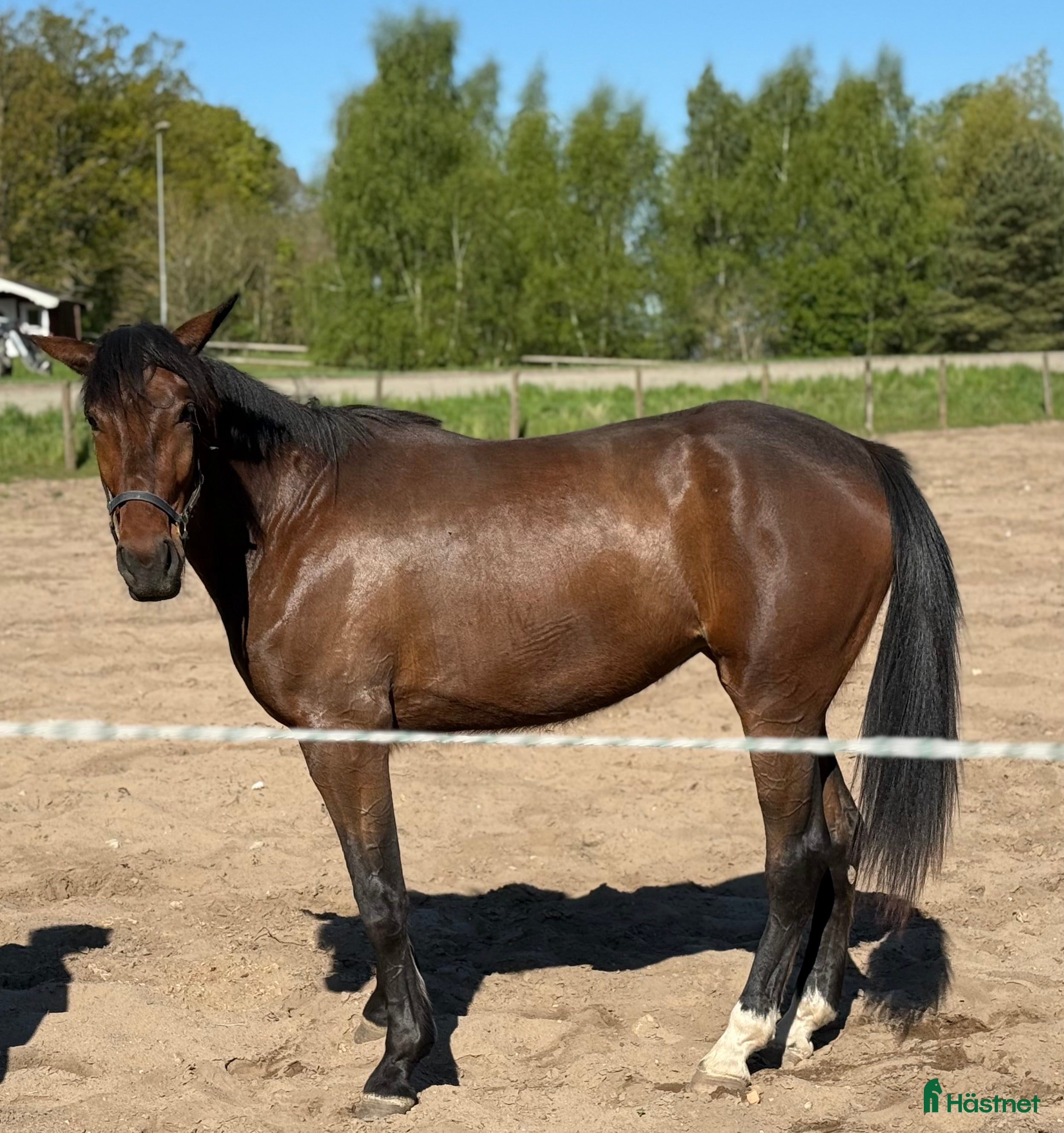  hästar 3 årigt sto efter six pack i Blentarp - Annons 7