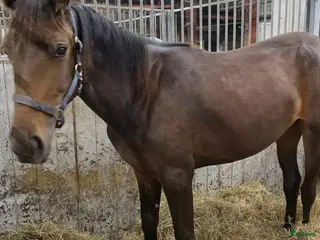 hästar Topp stammad 2 års sto - Annons 1
