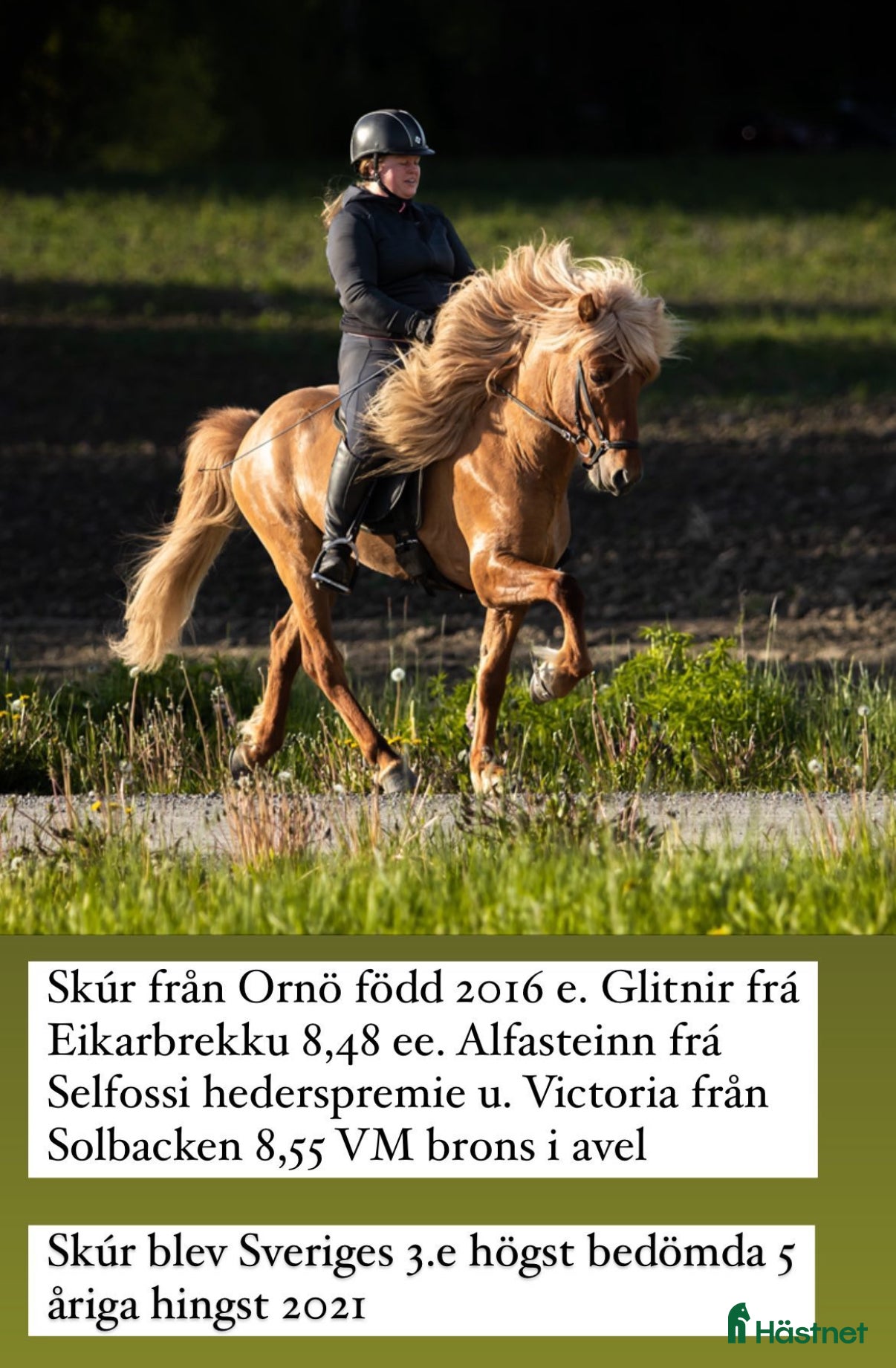  hästar Flera fina islandshästar  i Järna - Annons 20