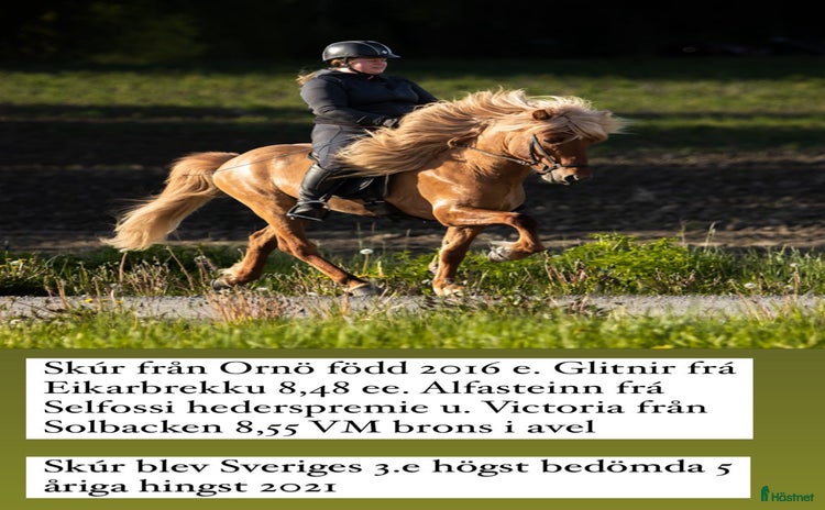  hästar i Järna - Annons 6