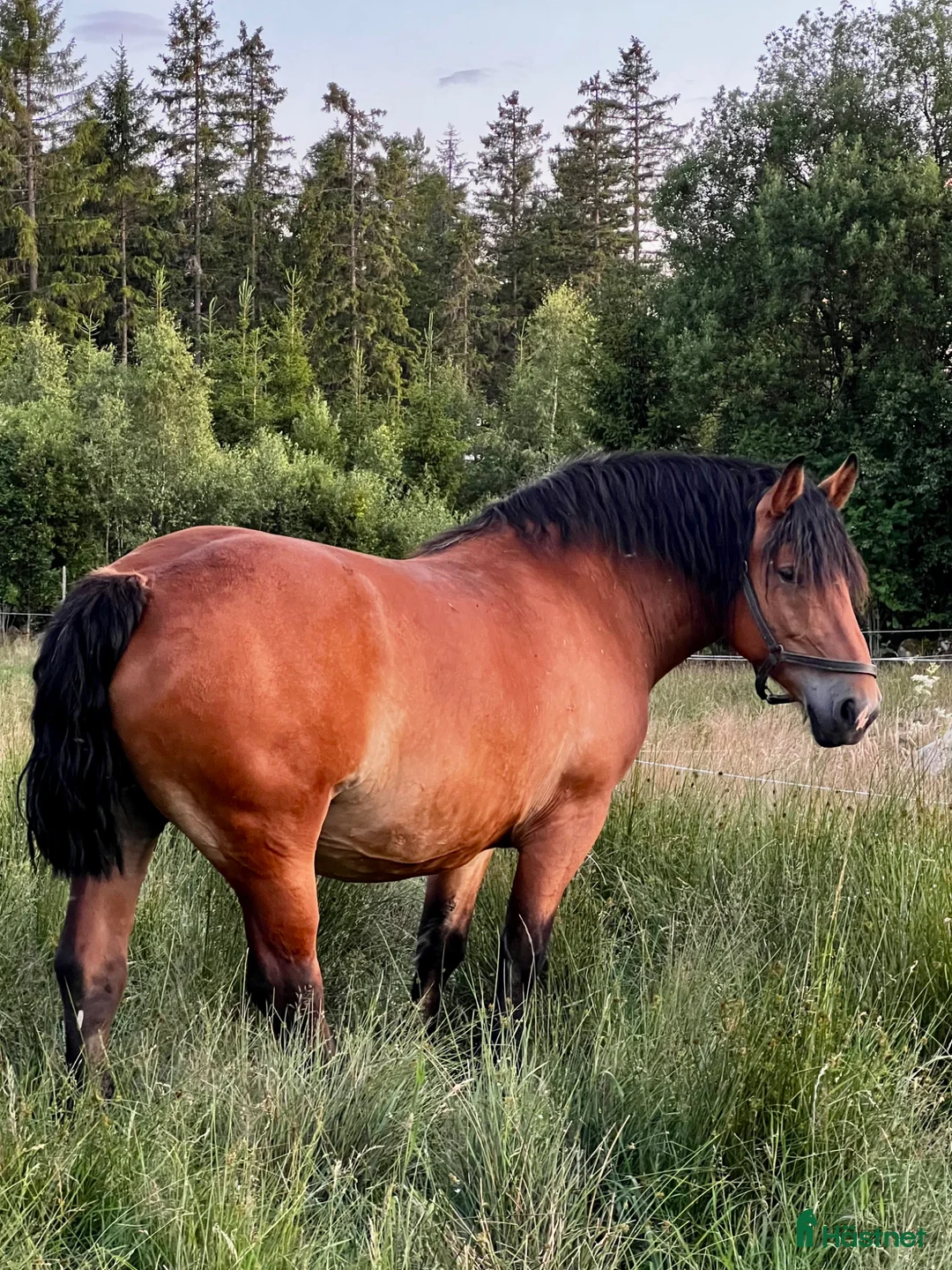 Avelshästar hästar till salu: Ardennersto till avel - Annons 7