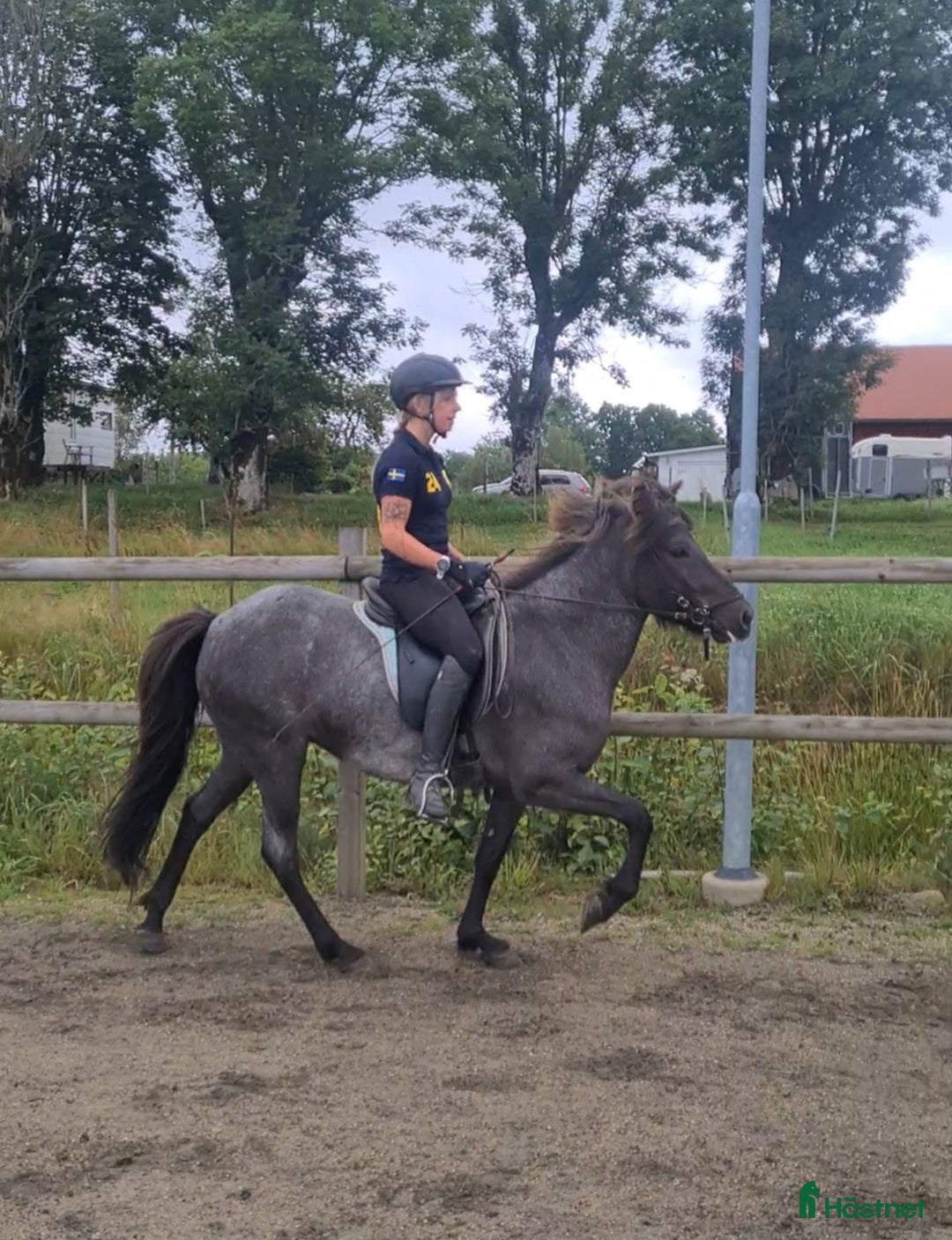 Island hästar till salu: Nytt hem sökes till snäll och go islandshäst i Bollebygd - Annons 2