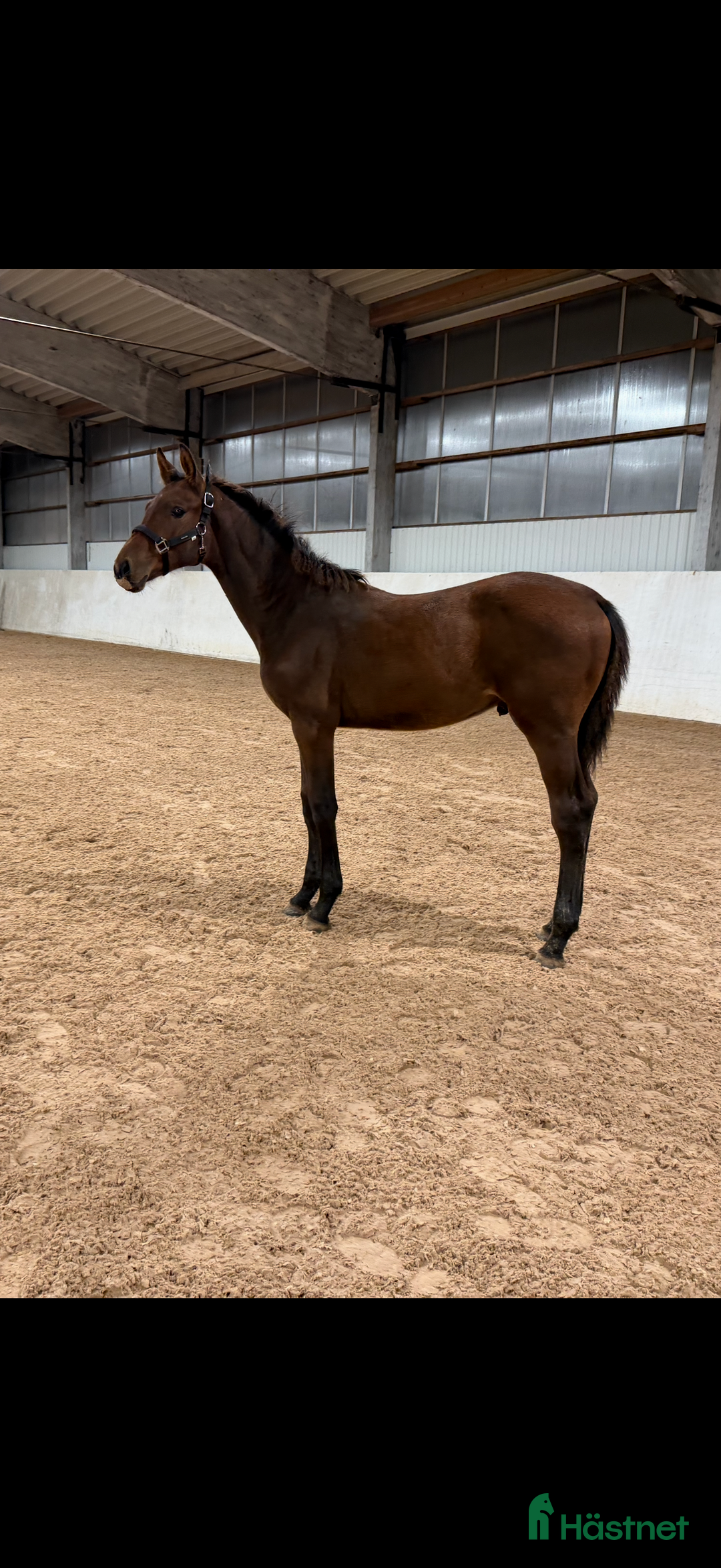 Hoppning hästar till salu: Flott hingst e Lloyd - Baloé HP i Karlstad - Annons 3