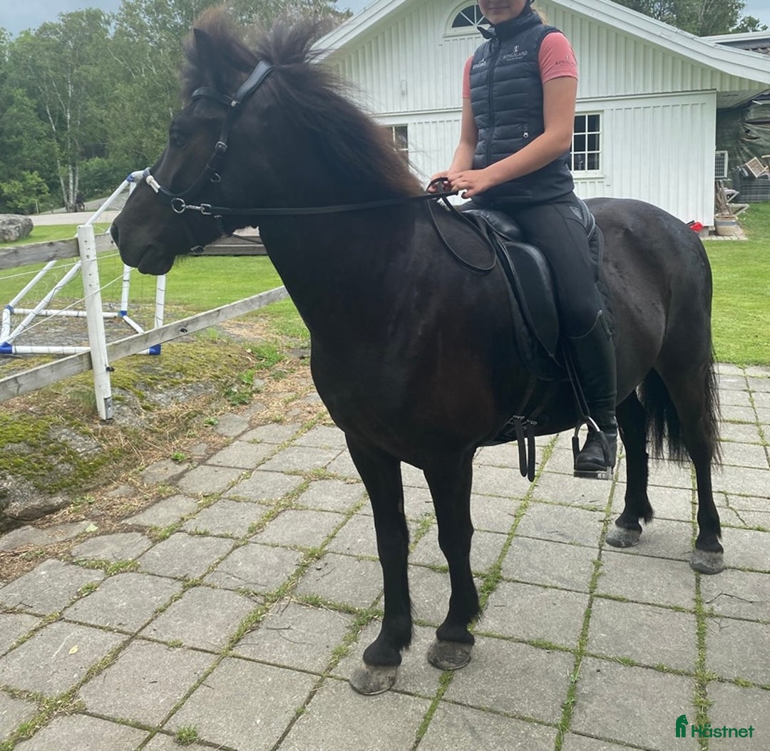 Island hästar till salu: Islandshäst i Munkedal - Annons 5