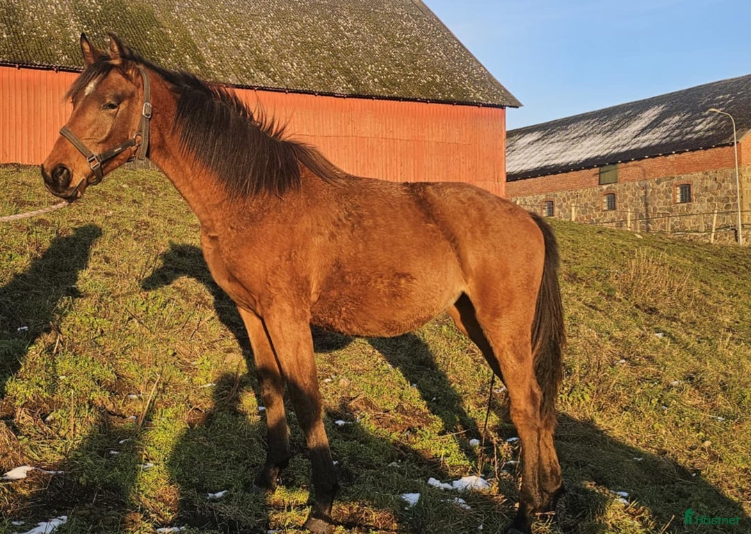 Hoppning hästar till salu: Säljes förmånligt tillsammans eller var för sig i Blentarp - Annons 2