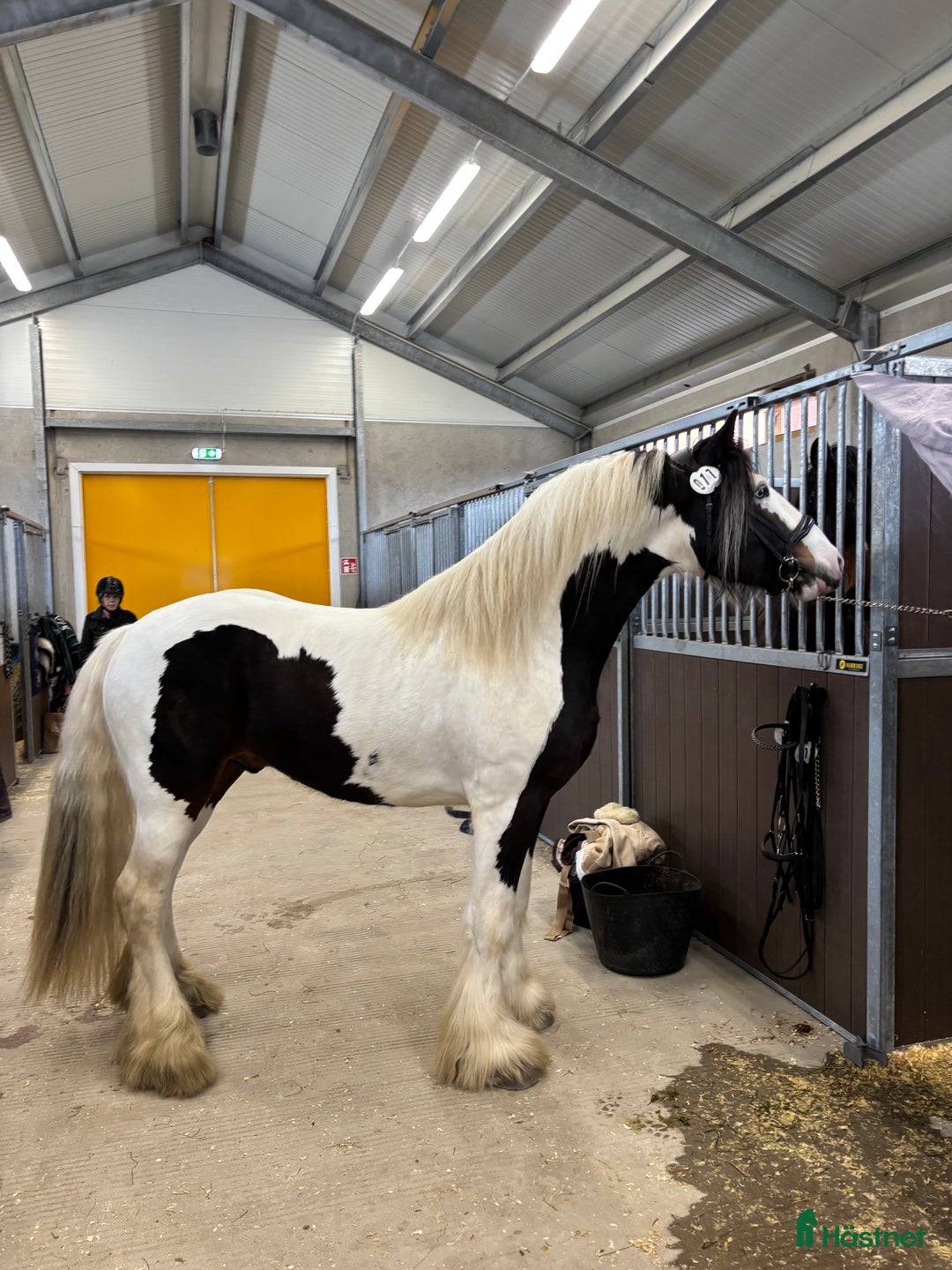 Allround hästar till salu: Drömhästen i Västerås - Annons 5