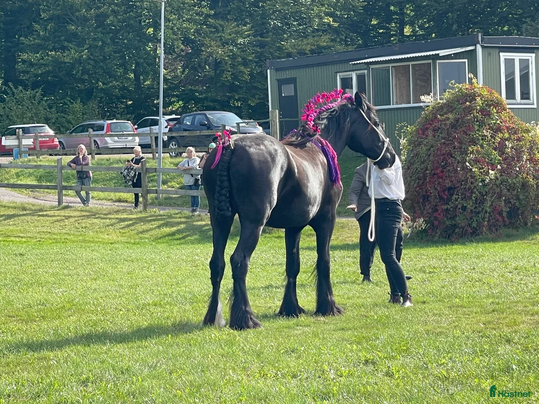 Galleribild {{count}}