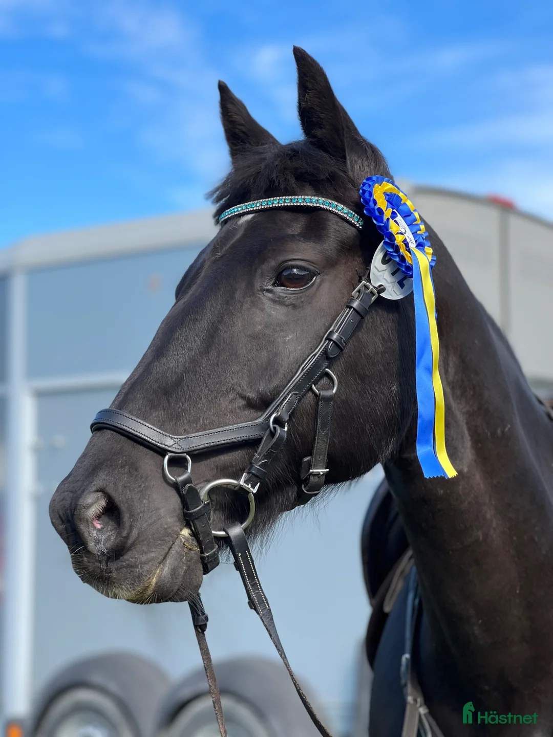 Hoppning hästar till salu: Vältränad d-ponny! i Stånga - Annons 1