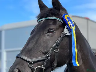 hästar Vältränad d-ponny! - Annons 9