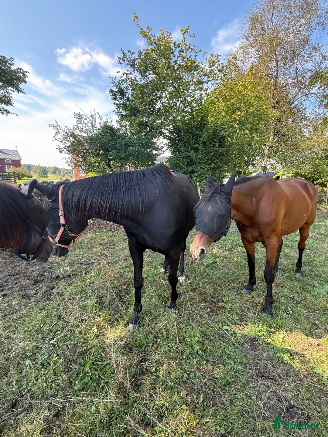 Övrigt hästar sökes: Sällskapshäst sökes - Annons 2