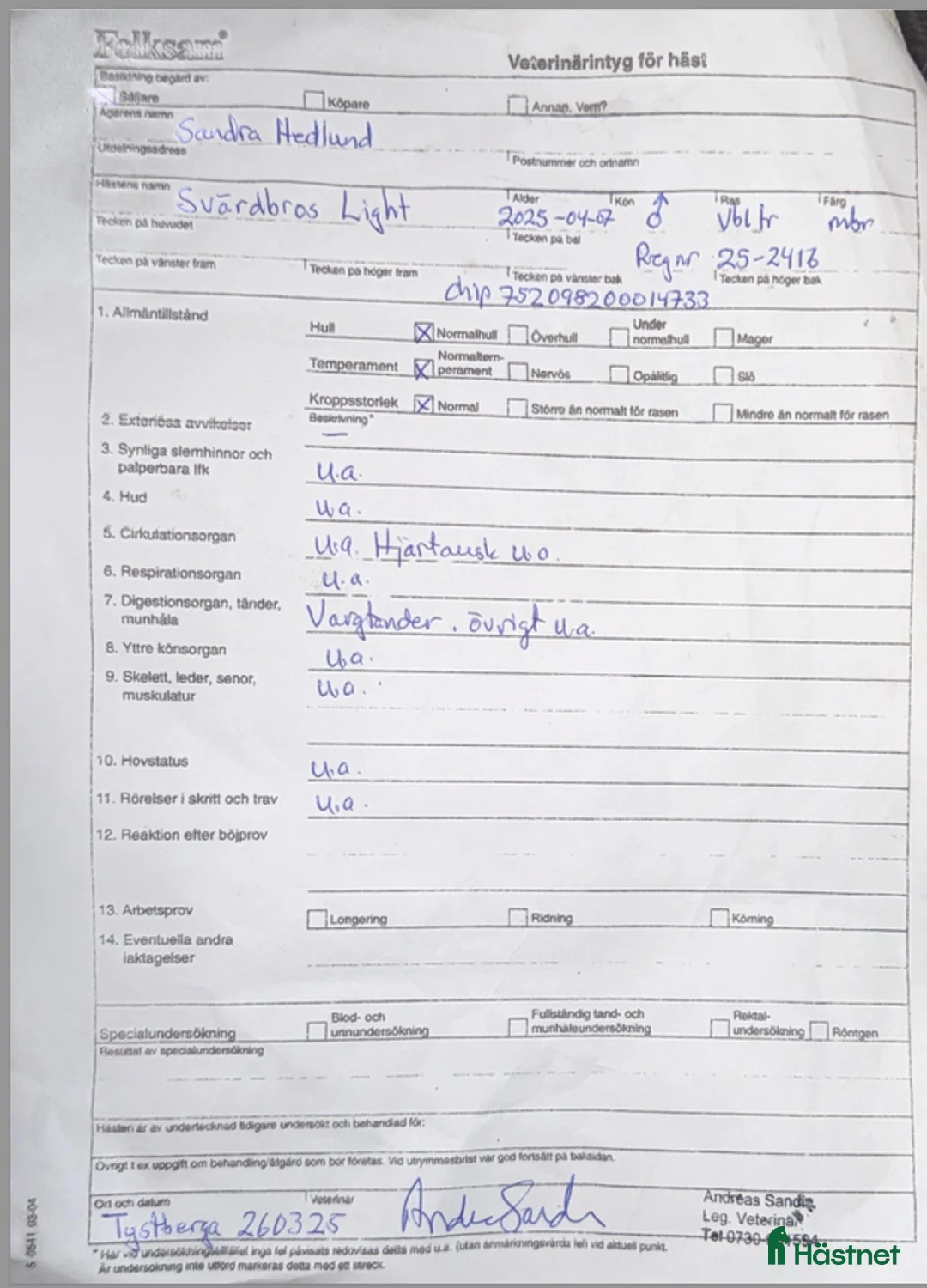 Trav hästar till salu: 1 års hingst e Hayden Hanover - Annons 7