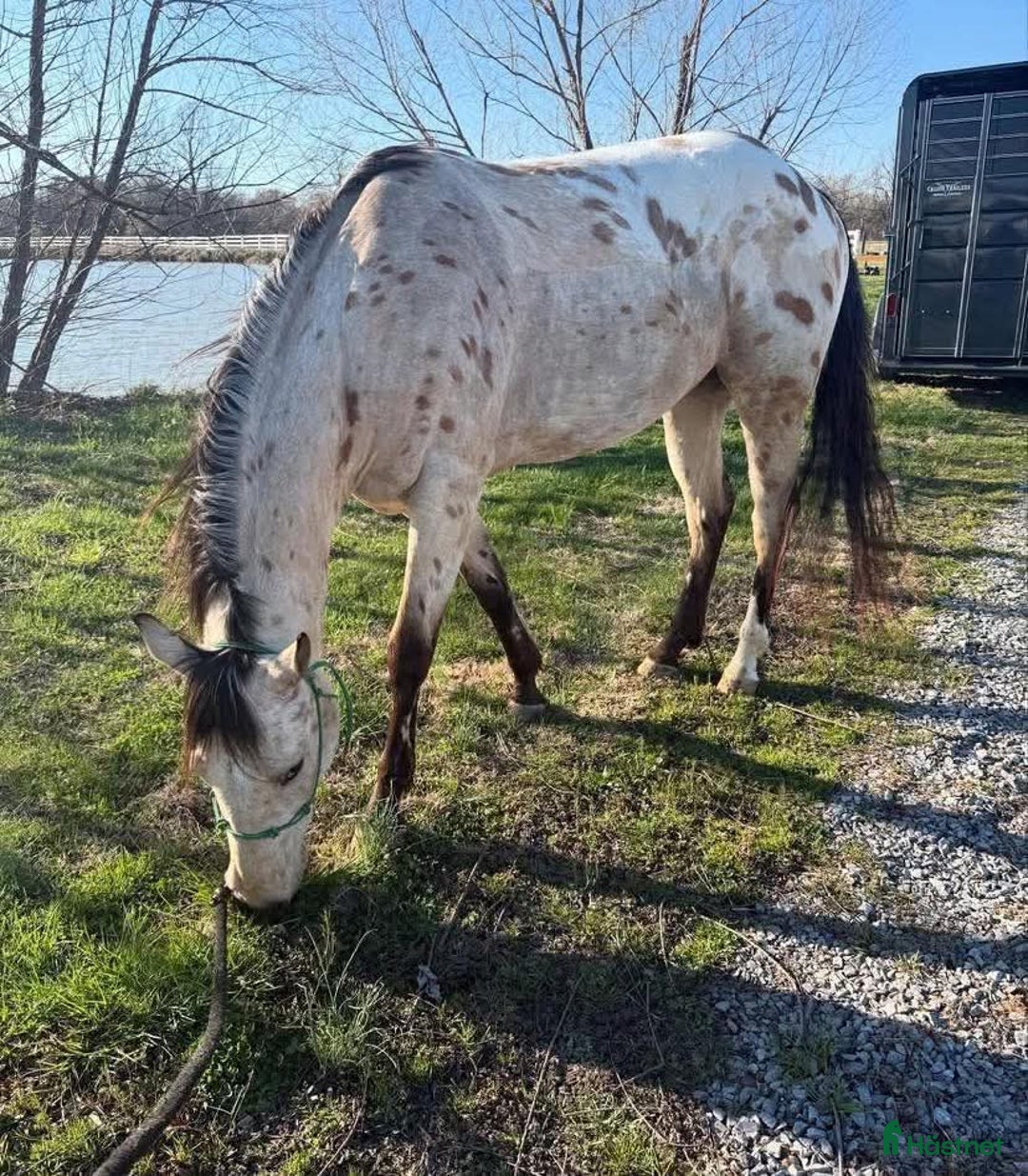 Galopp hästar till salu: Super ride i Köpenhamn - Annons 1