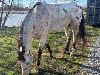 hästar Super ride i Köpenhamn - Annons 3