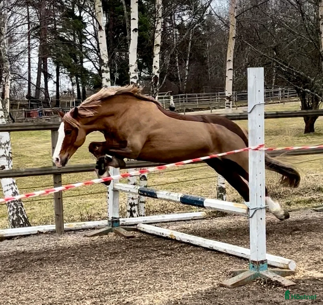 Dressyr hästar till salu: Vacker dressyrponny  i Färentuna - Annons 2