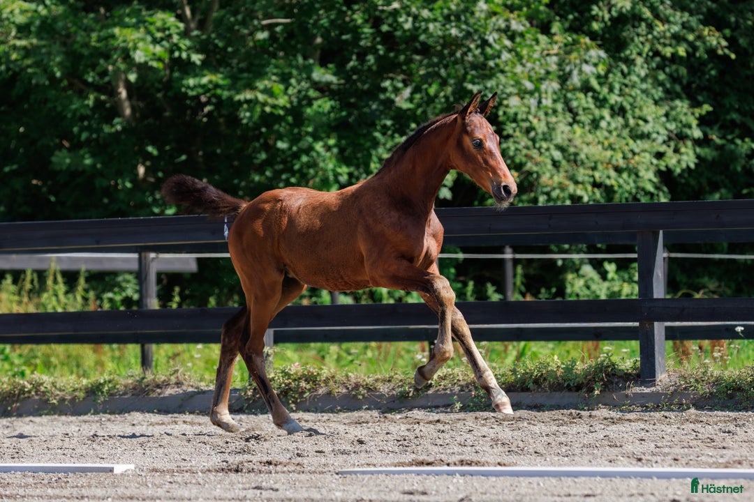 Dressyr hästar till salu: Fölchampionatdeltagare e. Bruksprovsvinnare 💫 i Eskilstuna - Annons 2