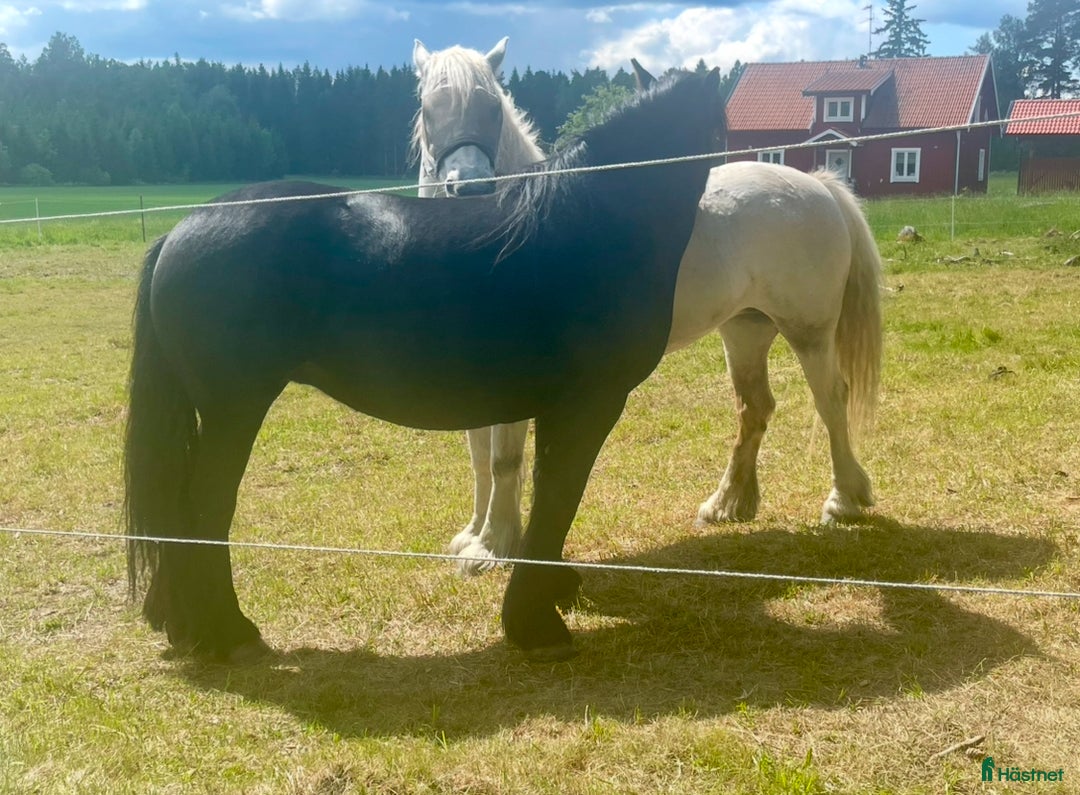 Allround hästar till salu: Fellponny i Ärla - Annons 2