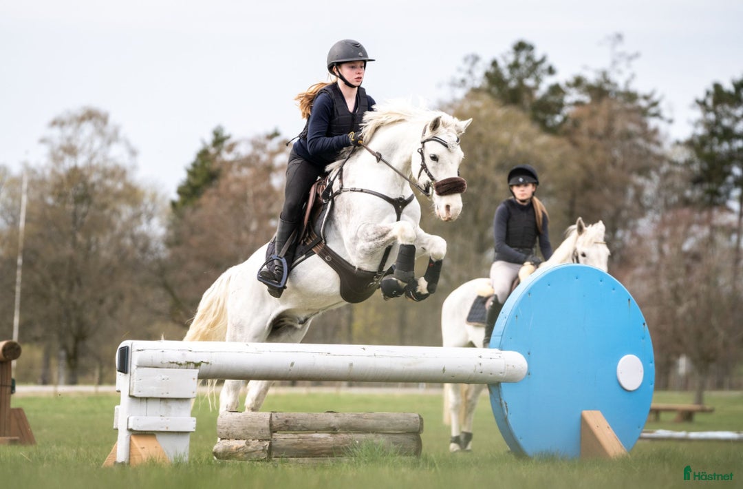 Hoppning hästar till salu: Bästa vän i Kullavik - Annons 1