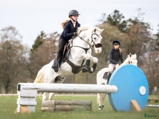 hästar Bästa vän i Kullavik - Annons 3