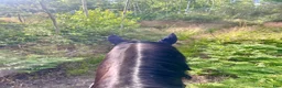  stallplats finnes: Ledig Stallplats  - Annons 6