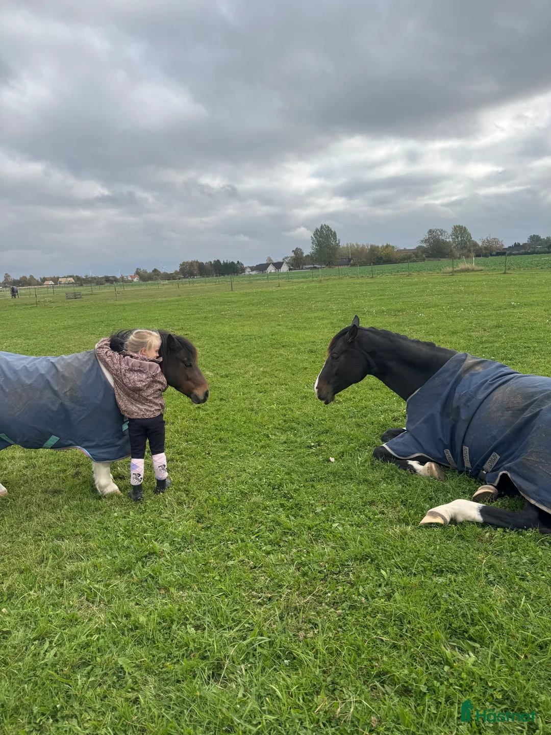 Allround hästar sökes: Barnponny/ läromästare sökes i Staffanstorp - Annons 2