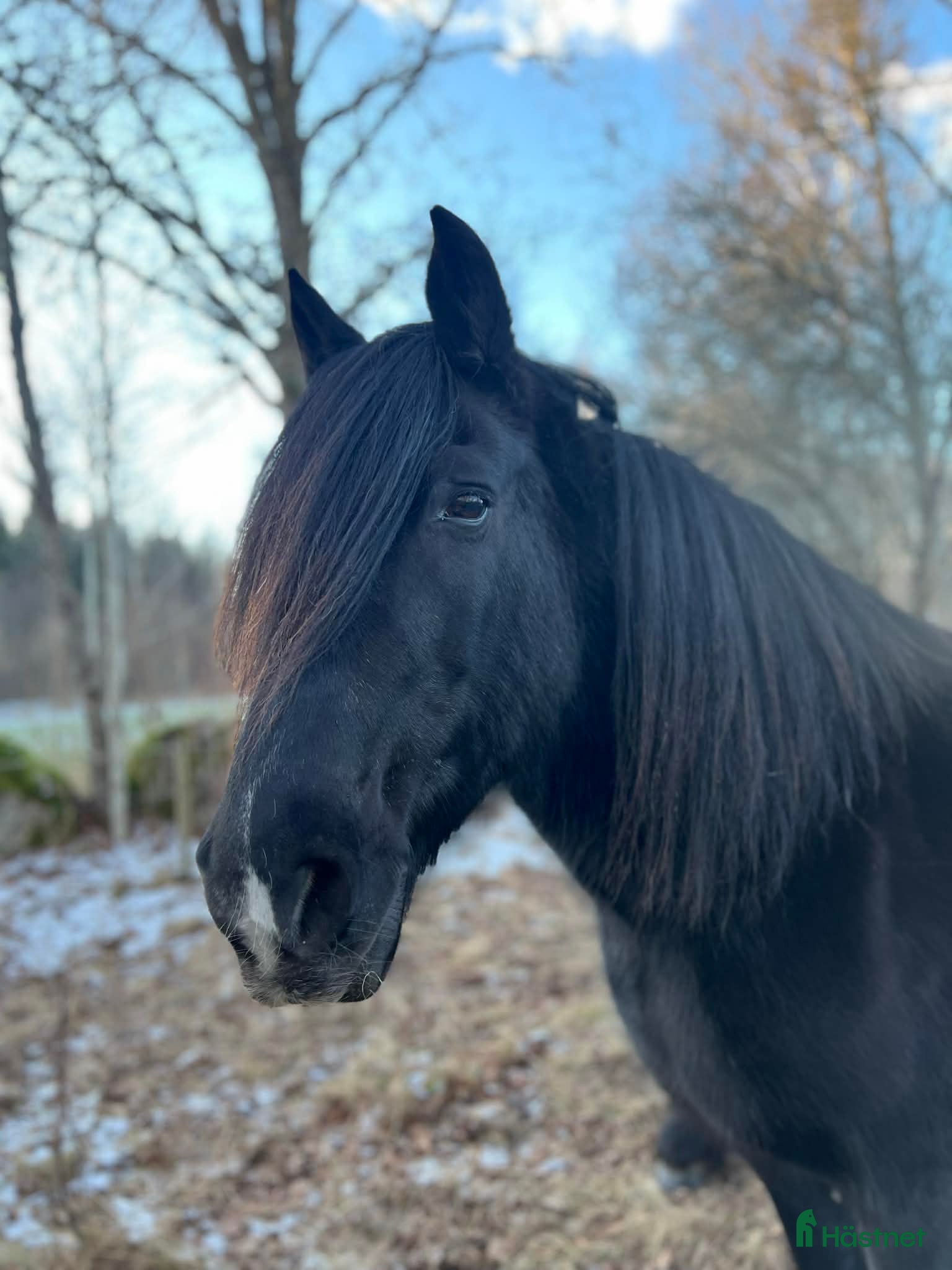  hästar Mysig Nordsvensk - Annons 1