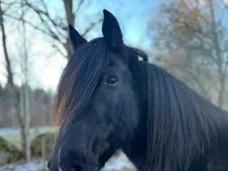 hästar Mysig Nordsvensk - Annons 1