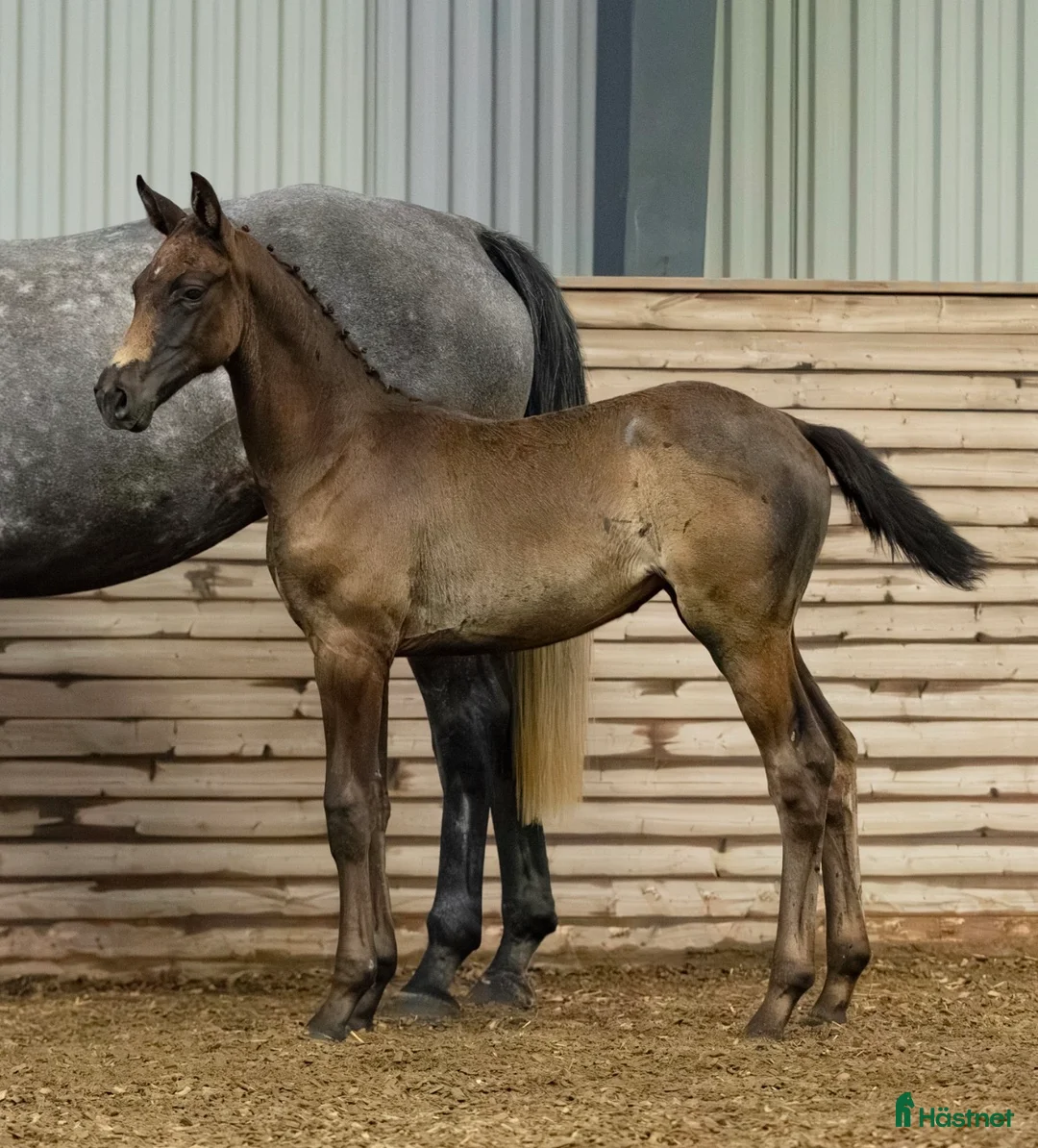 Avelshästar hästar till salu: Fint avelssto  - Annons 5