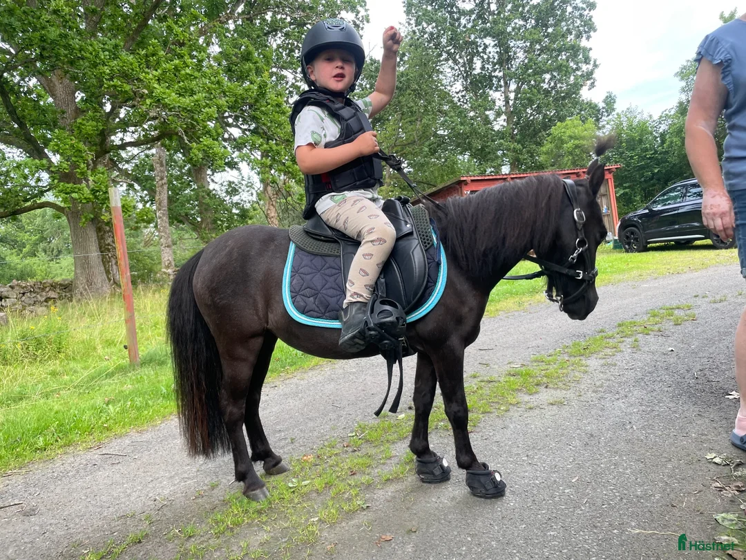 Allround hästar till salu: Världens sötaste lilla ponny - Annons 1