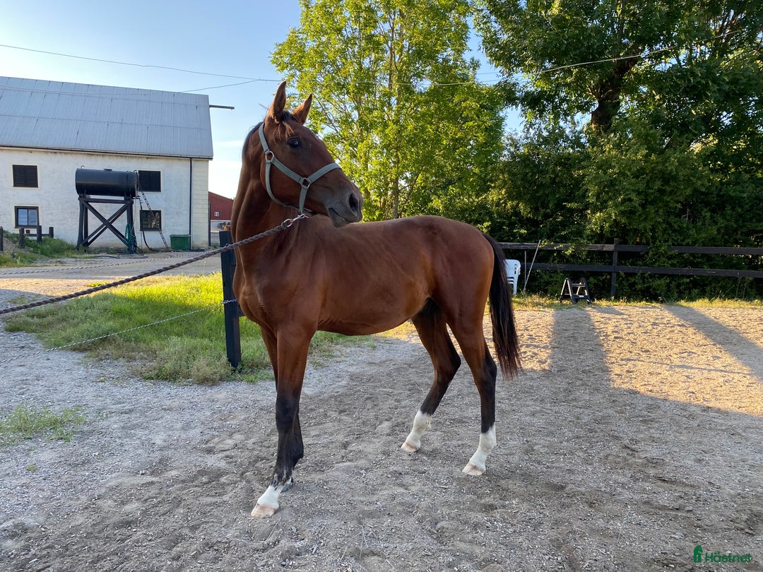 Hoppning hästar till salu: Valack född -24 efter El Barone 111 Z  i Mariefred - Annons 1