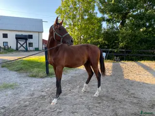 hästar Valack född -24 efter El Barone 111 Z - Annons 6