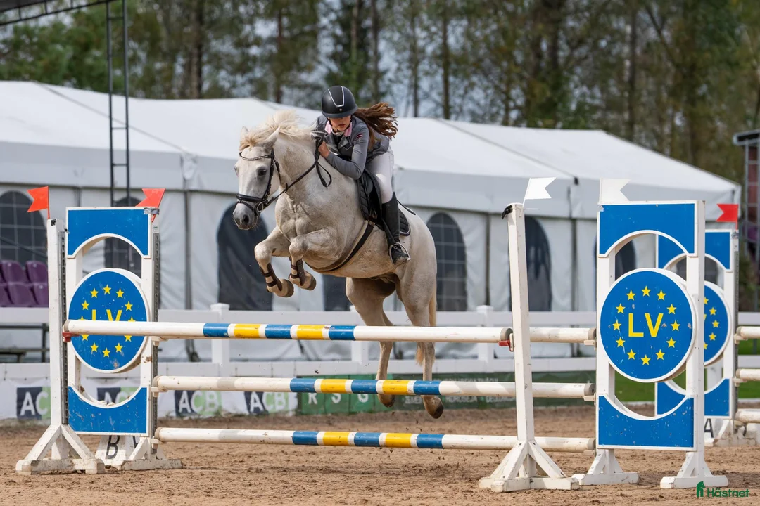Hoppning hästar till salu: Dressage and showjumping Conemara pony - Annons 2