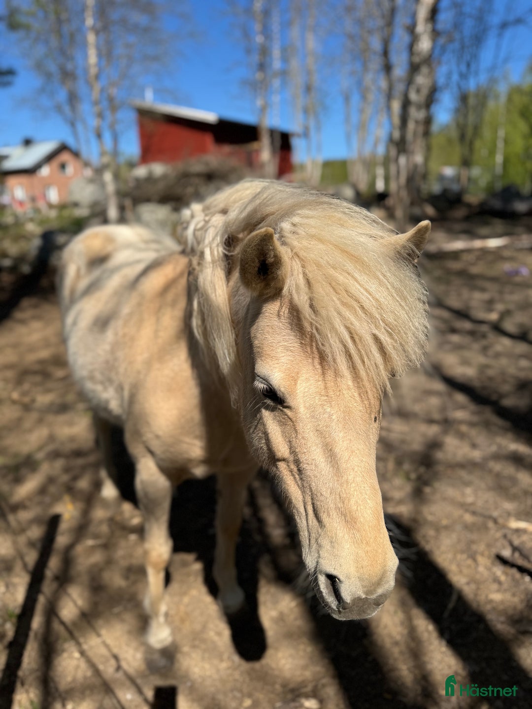Allround hästar till salu: 19 årig valack säljes tillsammans med flickvän. i Fränsta - Bild 10