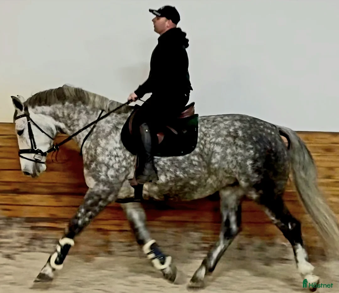 Allround hästar till salu: Incredible looking Allrounder for New Year - Annons 4